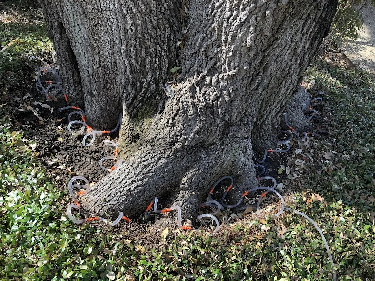 Detailed Tree Cabling and Bracing job site in Grand Canyon