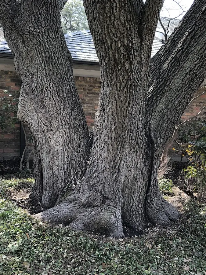 Mature heritage tree close to a Grand Canyon property cared for by certified arborists